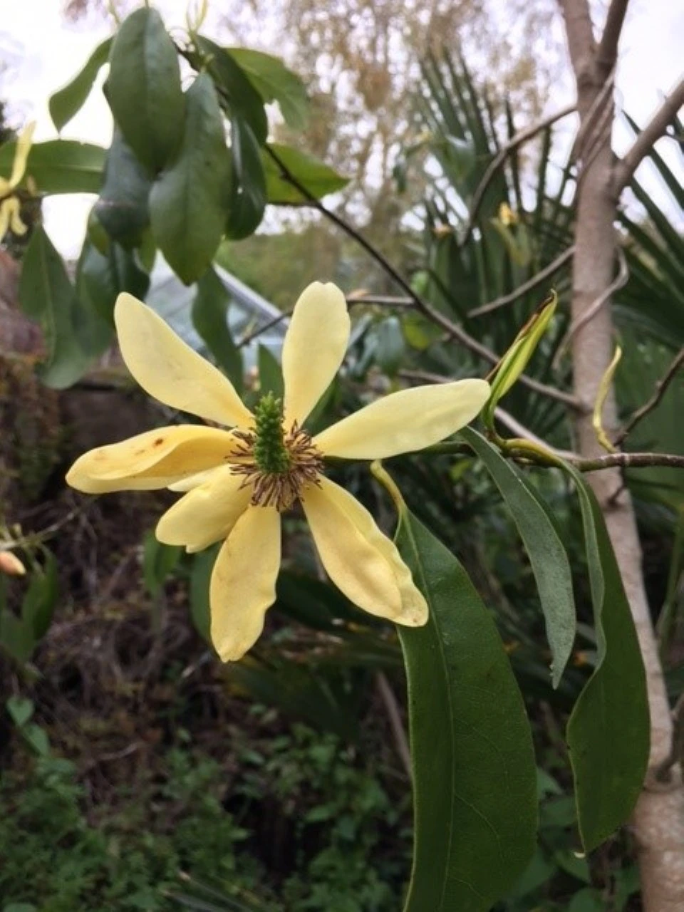 M. ernestii